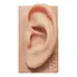 Oreja de silicona, mapa de auriculoterapia plastificado A4