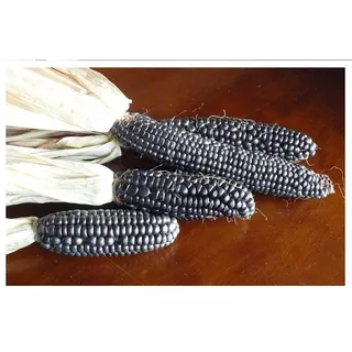 1 Kg Semillas De Maiz Azul Zea Maiz Autoctono Codigo 149-a