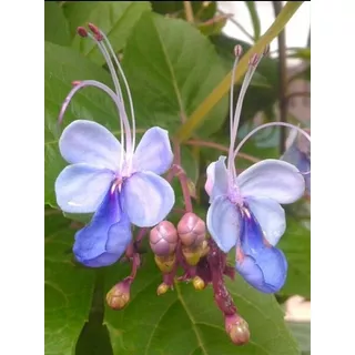  Muda Flor Borboleta Azul - Linda!