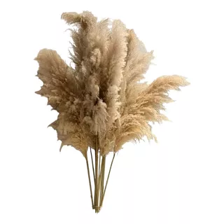 Pampas Grass Kit Com 3 Unidades 1,5m