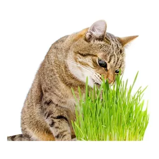 1000 Semillas Orgánicas De Pasto Para Gatos, Cat Grass