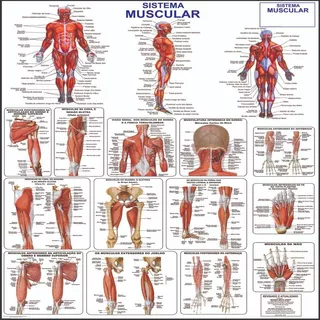 Mapa Do Corpo Humano Sistema Muscular Anatomia 120cm X 90cm