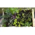 Huerta Orgánica Cajón 28 Plantines De Estación Ó Aromáticas