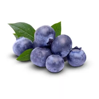 Muda De Mirtilo  - Blueberry