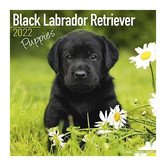 Libro: Calendario De Cachorros De Laboratorio Labrador Negro