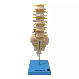 Coluna Vertebral Lombar Anatomico Tamanho Natural Tgd-0145-b