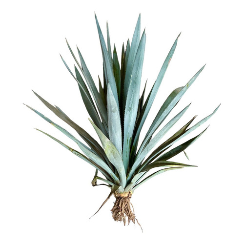 Semilla Agave Tequilana Weber Variedad Azul 5 Hijuelos