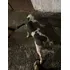 Cachorro Pitibul
