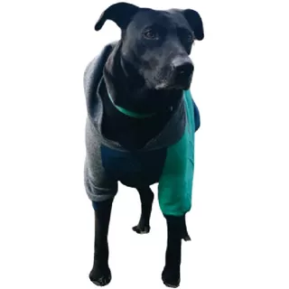 Buzos Abrigos Ropa Para Perros Invierno Diseño Calidad Total