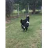 Borden Collie