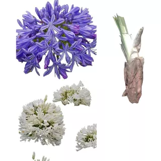 6 Pz De Bulbo De Agapando. Color Violeta Y Blanca