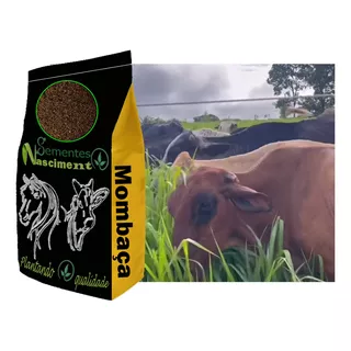 Capim Mombaça Panicum Maximum 20kg - Vc48 - Safra Nova