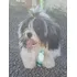 Cachorro Shih Tzu + Lhasa Apso. Macho 