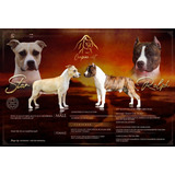 American Staffordshire Terrier