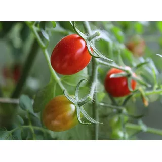 100 Sementes De Tomate Sweet Grape - Tomate Uva