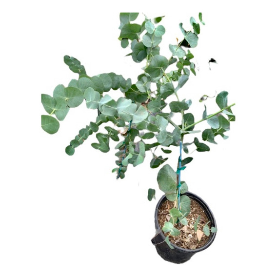 Planta Eucalipto Cinerea - Ideal Jardines - Envíos