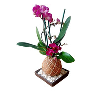 Kokedama Orquidea Mini Phalaenopsis