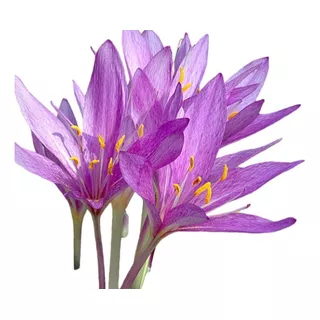 Plantas De Colchicum Autumnale.