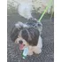 Cachorro Shih Tzu + Lhasa Apso. Macho 