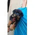 Filhotes De Rotweiller 