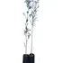 Acacia Negra.