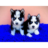 Cachorros Husky 