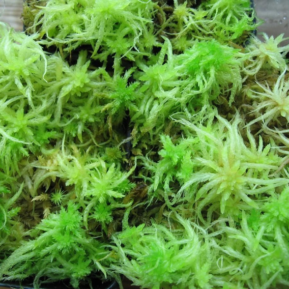 Musgo Esfagno Sphagnum Orquídeas, Suculentas, Acodos 100 Grs