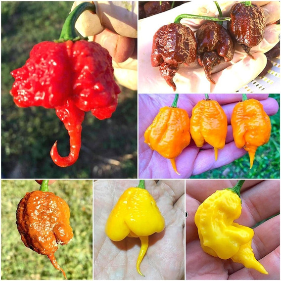 5 Variedades De  Semilla De Carolina Reaper 150 C/u