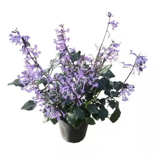 Plectranthus Mona Lavender - Planta De Exterior - Maceta 14