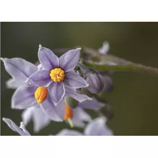 Semillas Arbusto Nativo Natre Medicinal Solanum Crispum