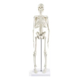 Modelo Anatómico- Esqueleto Humano 45 Cm