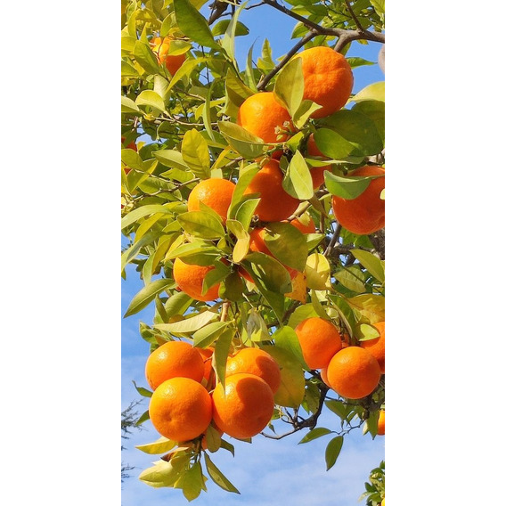 Naranja Valencia Muy Dulce ( Injerto )