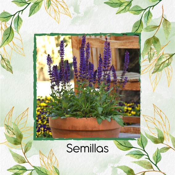 60 Semillas De Salvia