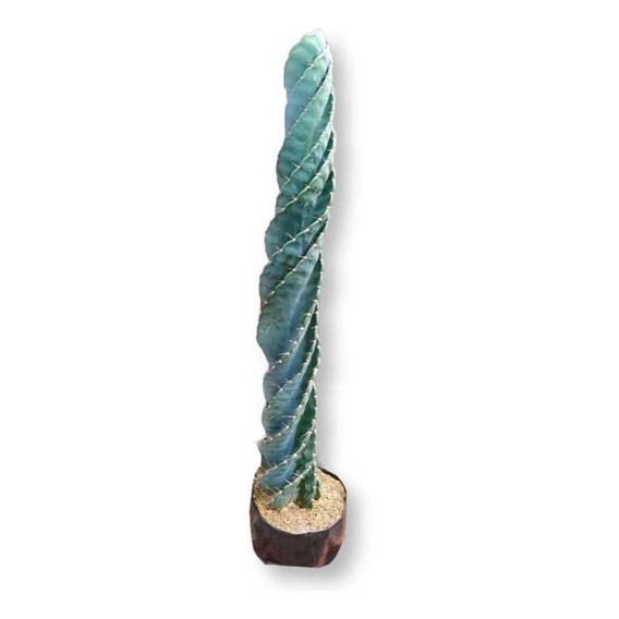 Cactus Tornillo O Espiral Grande 94cm