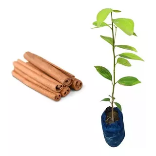 Kit 4 Mudas De Canela Da Índia - Cinnamomum Zeylanicum -30cm