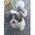 Cachorro Shih Tzu + Lhasa Apso. Macho 