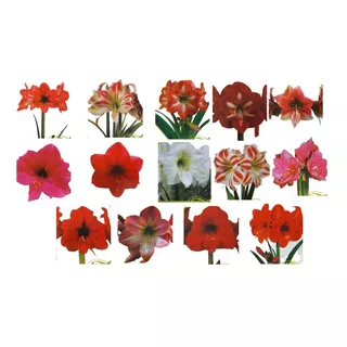 Kit 10 Bulbos De Flores Amarilis Sortidos Jardinagem