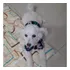 Perro Caniche Mini Toy P Cruzar C Perra, Excelente Compañero
