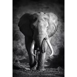 Elefante De Frente 100x130cm Cuadro Canvas En Bastidor