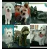 Peluquería Canina A Domicilio Consultar Zonas  