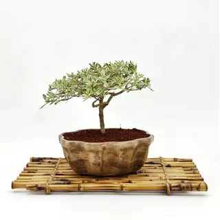 Bonsai Planta Coprossma Kirkii Maceta Cerámica Esmaltada N2