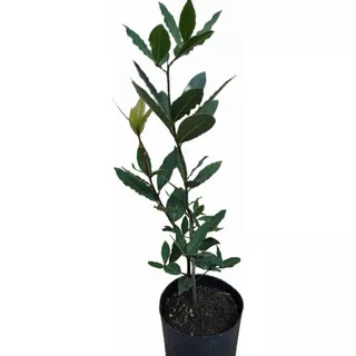 Planta De Laurel Comestible -envase 3 Litros-