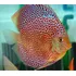 Peces Disco Penang Eruption 4-5cm Genética 1a Puros 100%