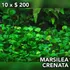 Marsilea Crenata Planta Acuario Plantado. 