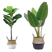 Planta Artificial Ficus 74 Cm + Ave De Paraíso Banana X2