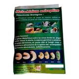 Metarhizium Insecticida Biológico 100gr