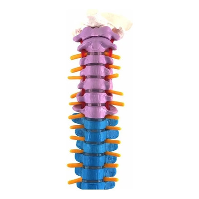 Modelo De Anatomía De La Columna Vertebral Humana