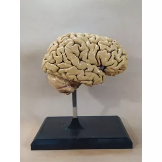 Cerebro Humano - Maqueta 3d 1:1 Escala Real