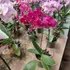 Orquídea Phalaenopsis P15 Con 2 Varas Florales Curvas