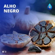Extrato Vegetal Composto De Alho Negro 100% Natural | 20 Ml